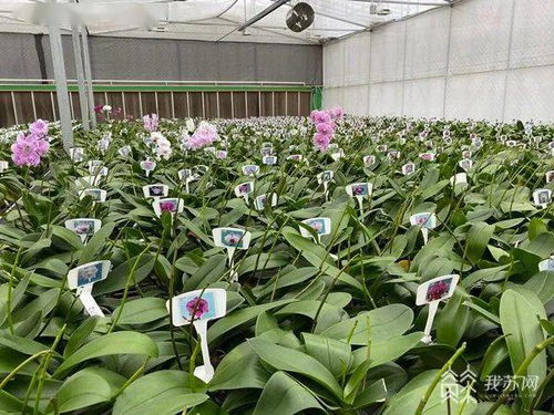 融合發展看江蘇 臺胞臺青留在江蘇，成為兩岸文化交流的使者