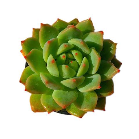 多肉植物組合盆栽的魅力 從紅寶石到桃蛋的室內綠意