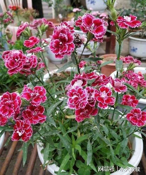 精品月季朱麗葉 氣度非凡的盆栽佳品