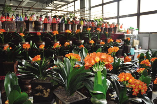 金三角花卉茶葉工藝品交易中心 蔬菜產業煥新姿，共繪最美一季