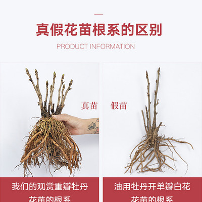 牡丹綠植購買指南 30款高中低檔精選推薦