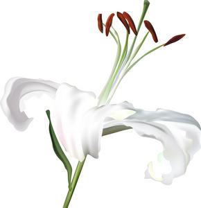 白百合花卉的魅力與養(yǎng)護指南