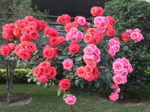 我們的工廠是花園