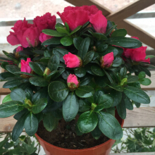 家養花卉選購指南 如何選擇價格合適、美觀易養的花卉