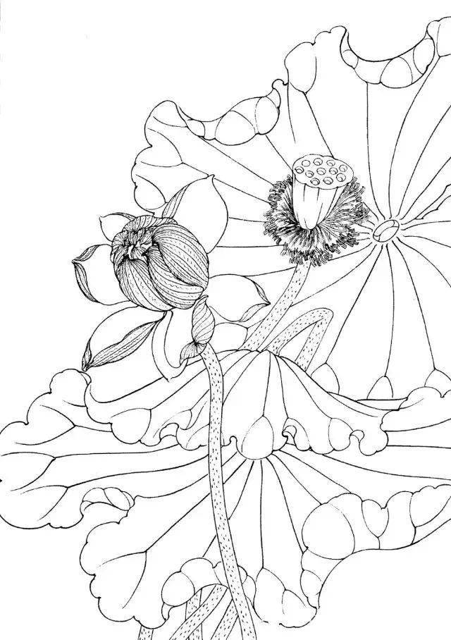 工筆線描花卉畫譜——荷花白描與蔬菜意象的交融