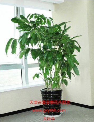 天津綠植花卉產業新貌 銷售、租賃與養護一站式服務探析